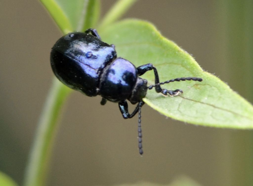 Chrysochus asclepiadeus, Chrysomelidae